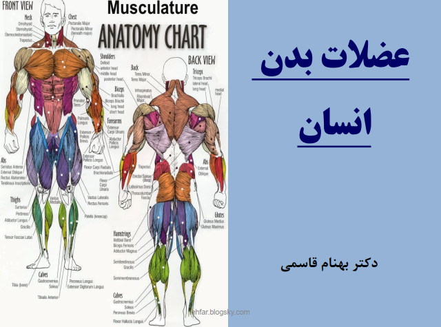 دانلود جزوه عضلات بدن انسان